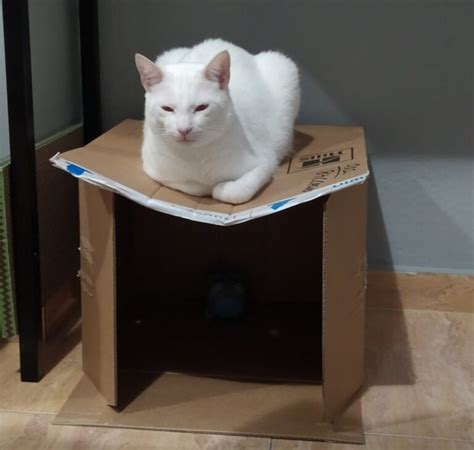 Kahulugan ng panaginip tungkol sa isang pusa: itim, tuta, galit at .